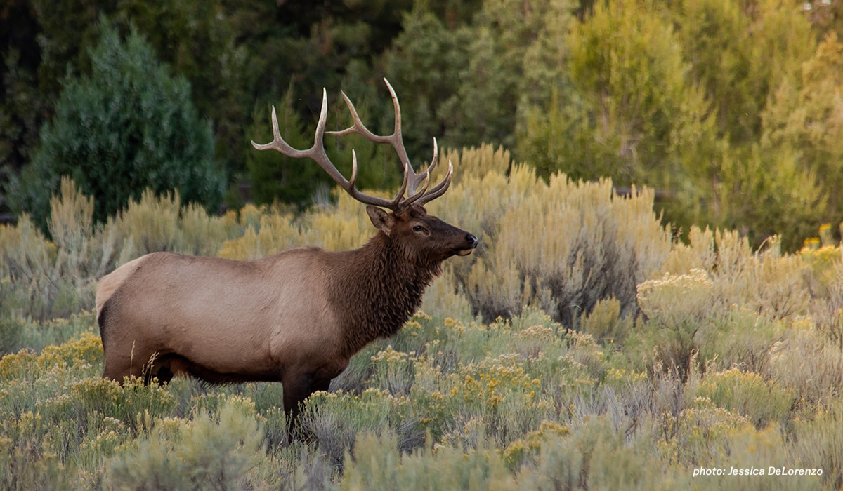 A mature bull elk stands in an opening.