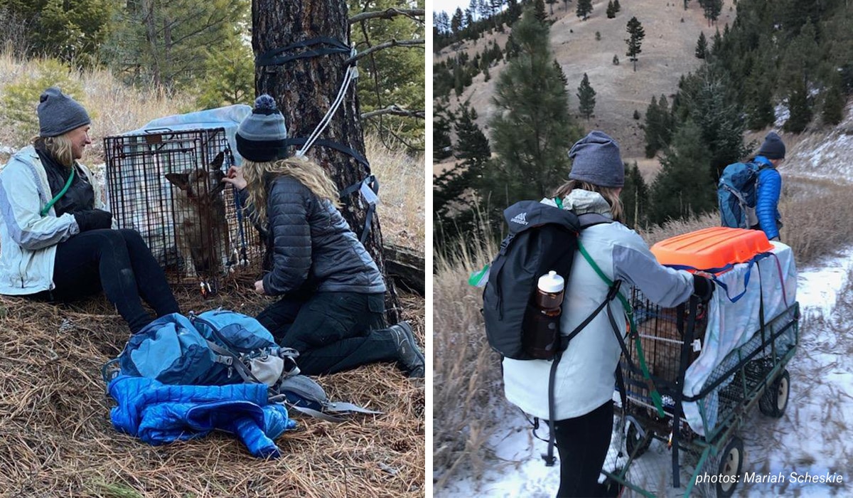 Images of volunteers safely recapturing Yoda the missing shelter dog in the mountains near Missoula, Montana.
