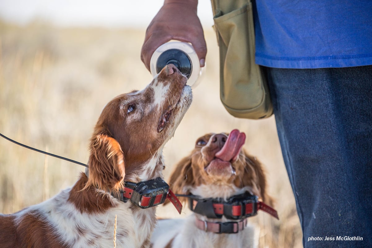 Hunter waters his Brittany while hunting sage grouse in eastern Montana.