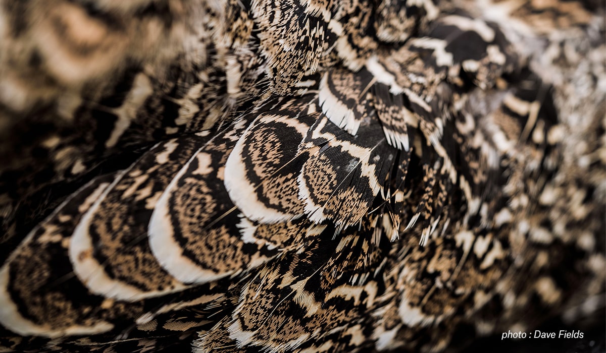 Closeup image of a grouse.
