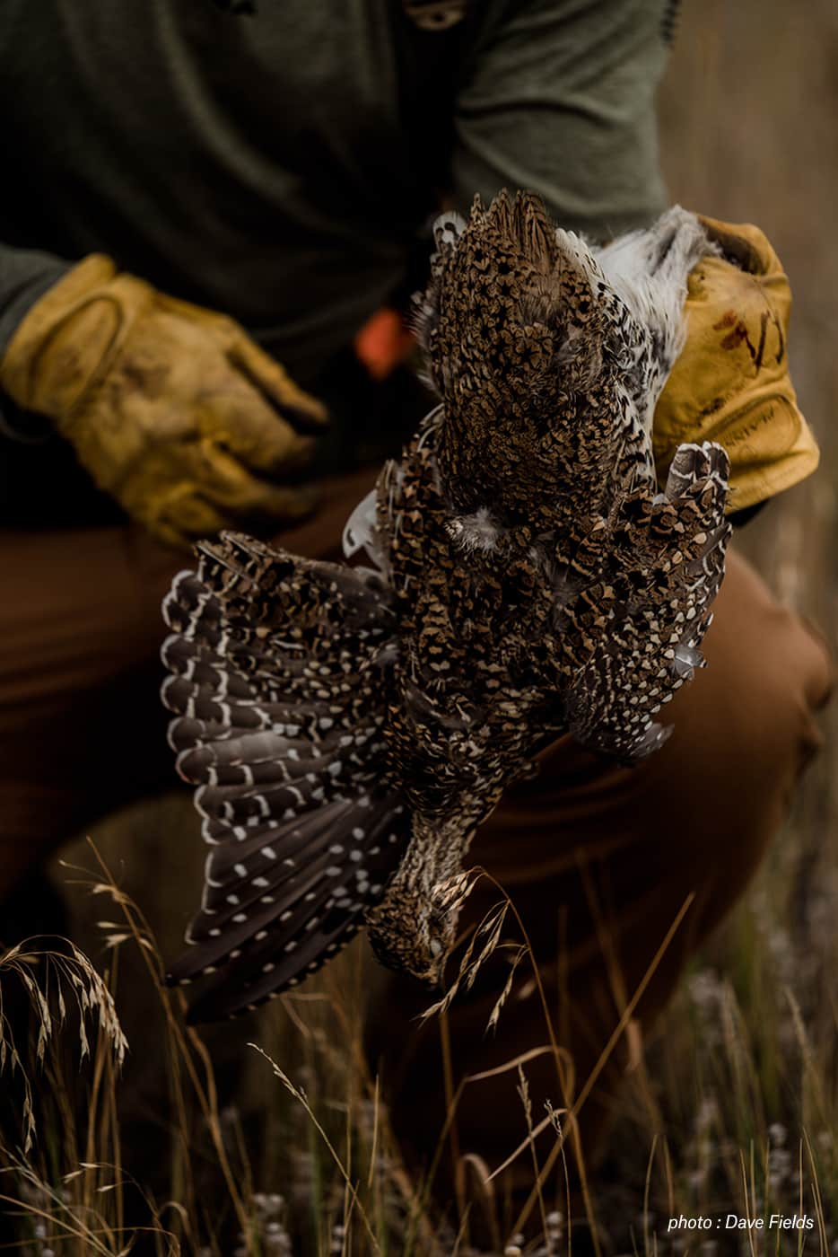 A hunter wearing gloves holds a grouse.