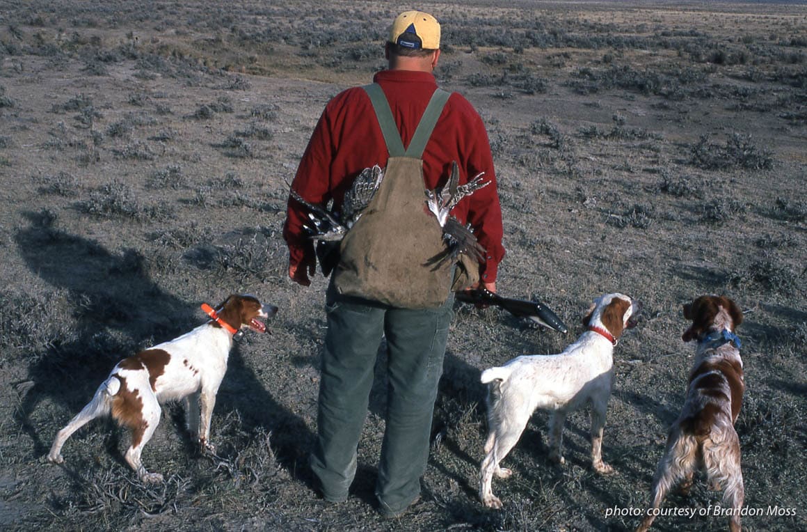 Man upland hunting with three Brittany spaniels.