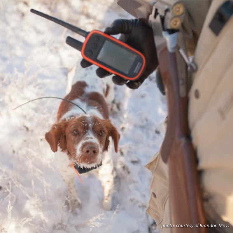 GPS device and Brittany spaniel dog upland hunting in snow in Montana.