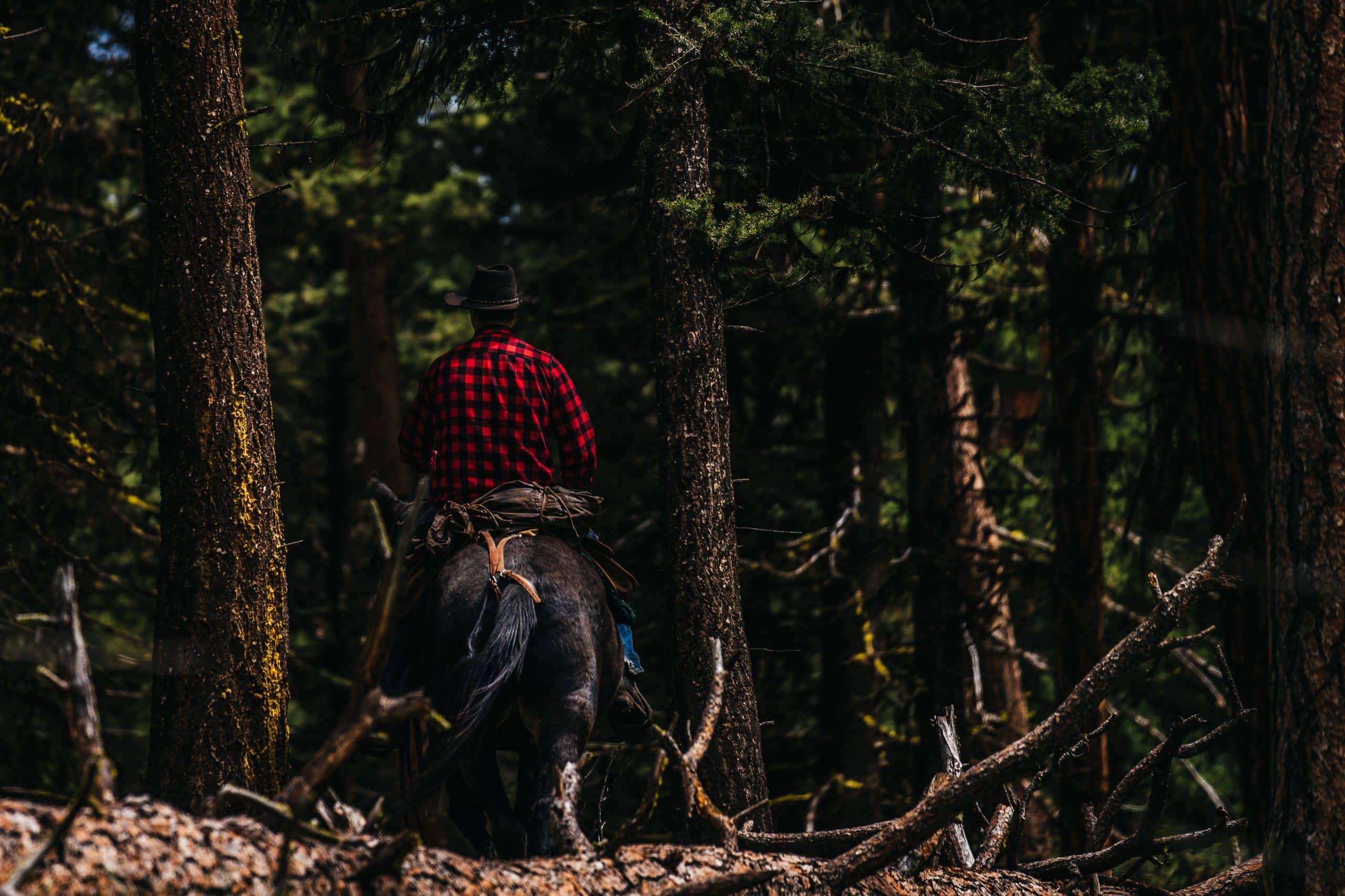 A horseman rides through the woods looking for elk antlers.