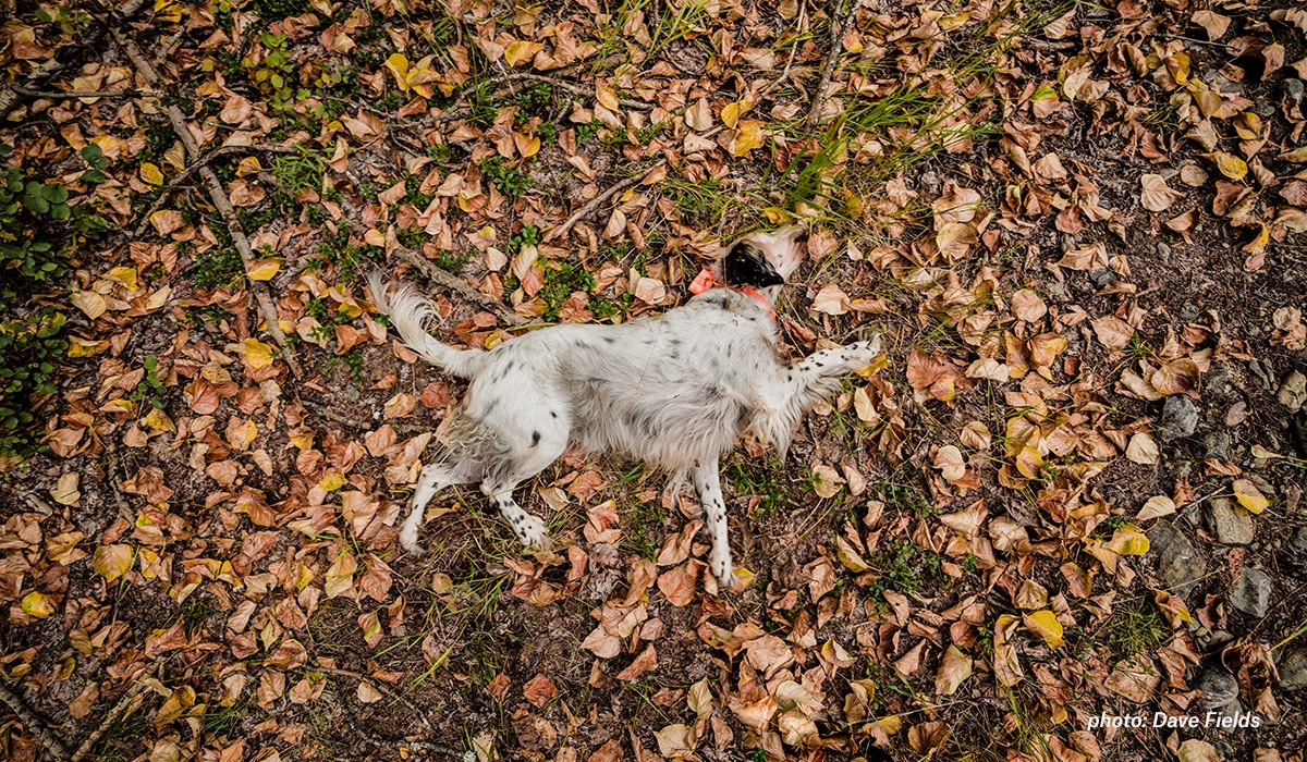 Setter playing in leaves while upland hunting in Montana.