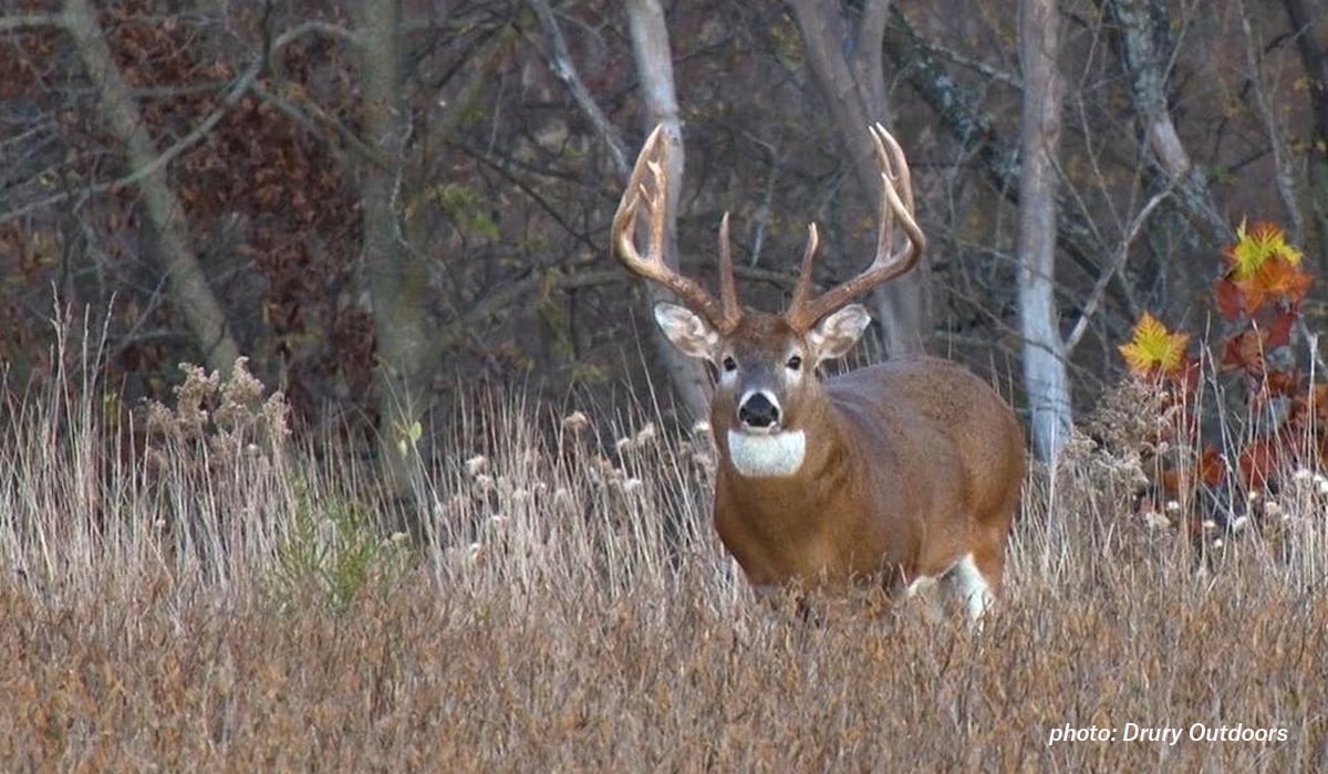 Image of big whitetail buck in the woods from Drury Outdoors.