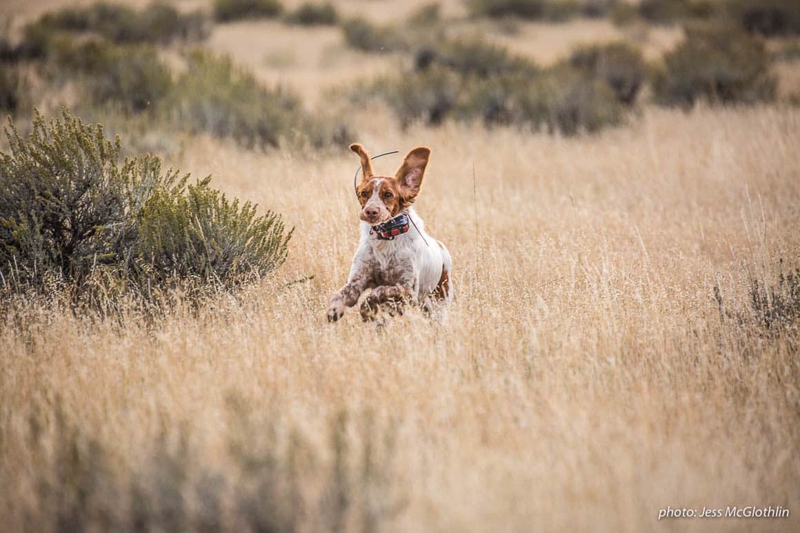 A Brittany dog runs through fields of grass and sage while upland bird hunting in eastern Montana.