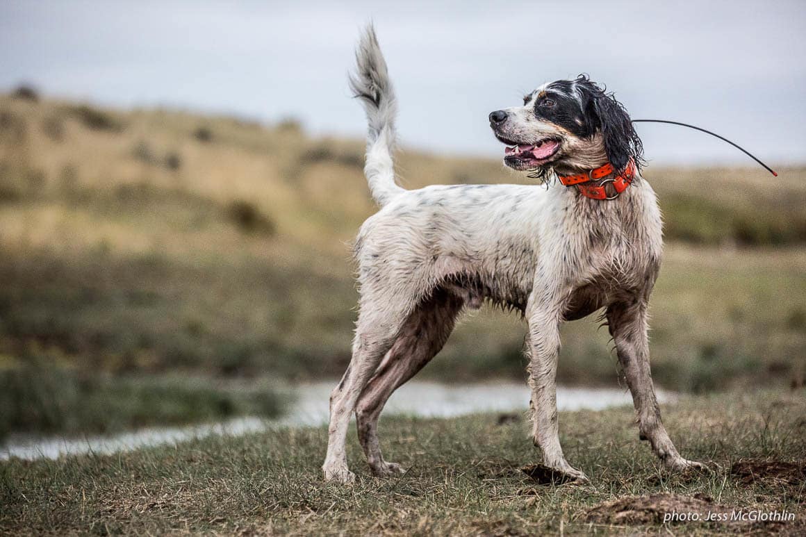 An English setter pauses in the field while upland bird hunting in eastern Montana.