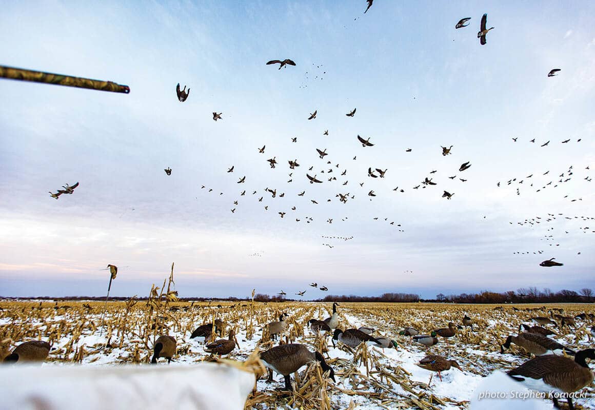 Hunting geese in a field over decoys.