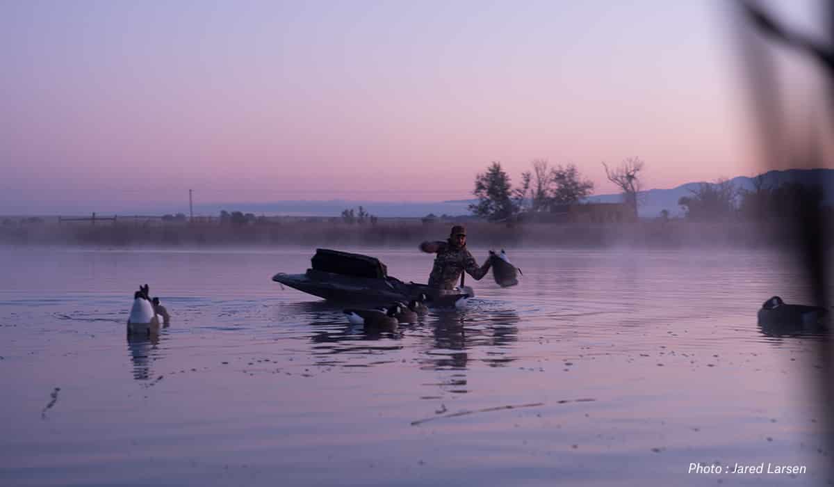 Man hunting geese and setting decoys in a pond at dawn.