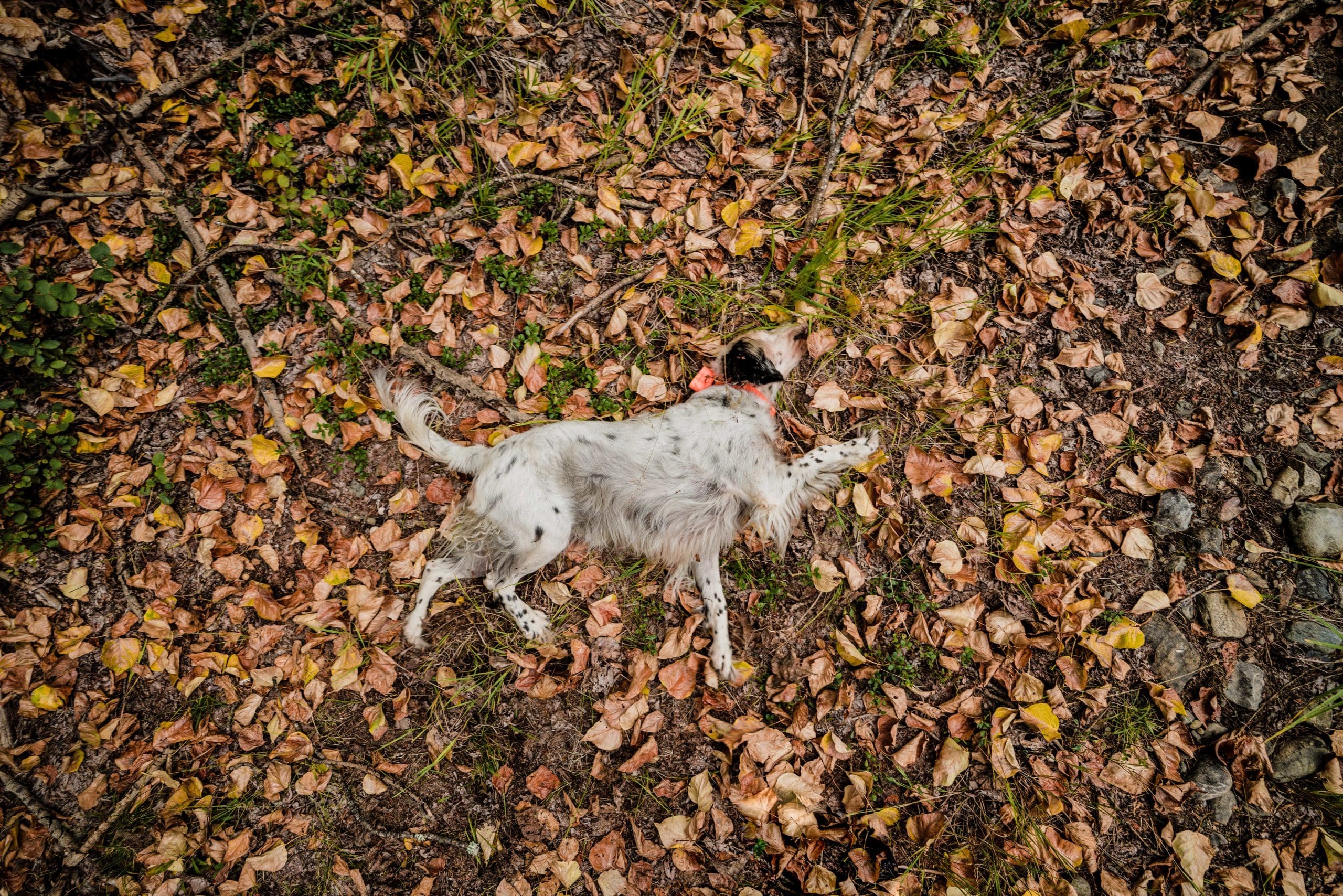 A setter rolls around in leaves while grouse hunting in northwest Montana.