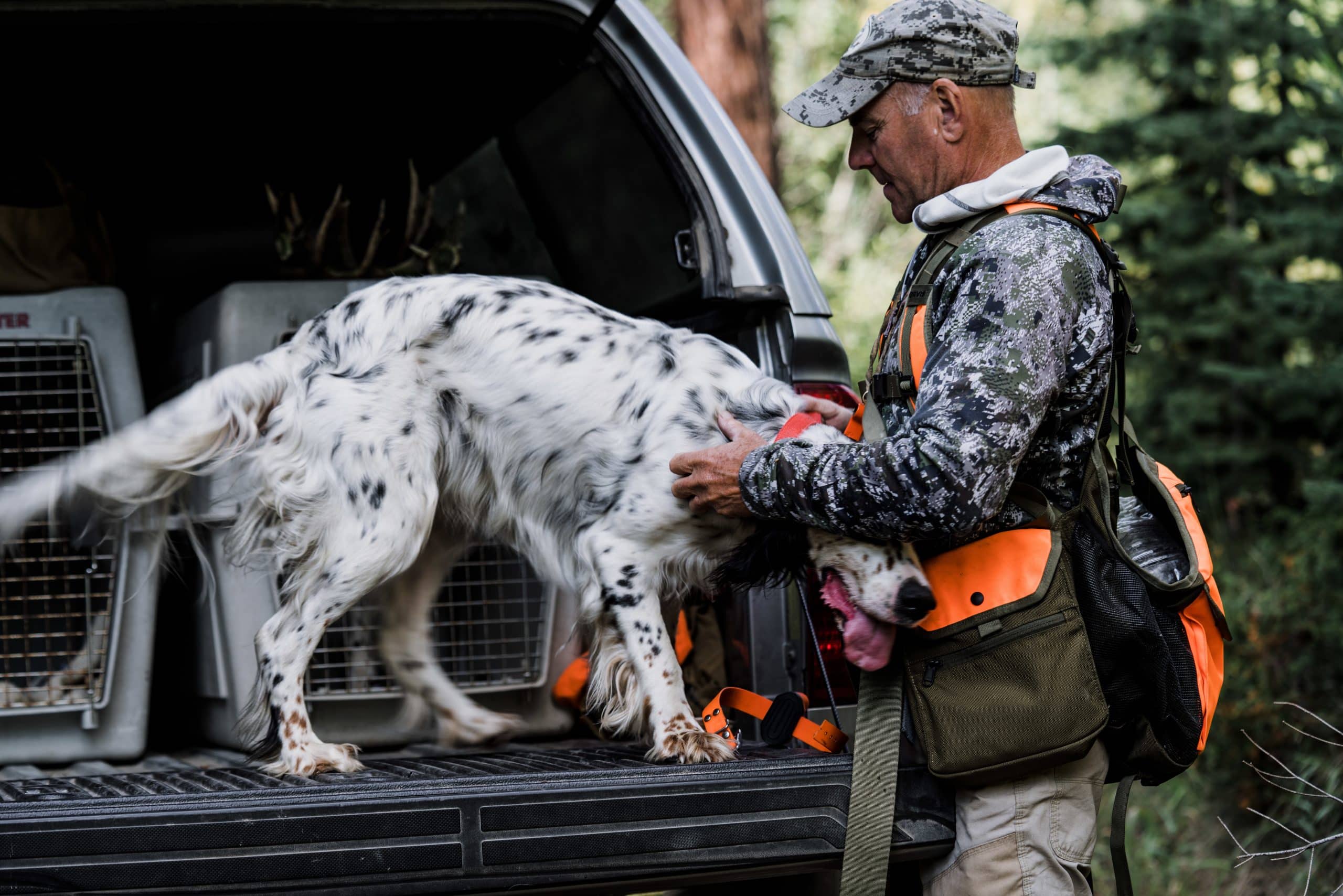 Montana outfitter Tim Linehan gets his setter ready for the hunt.