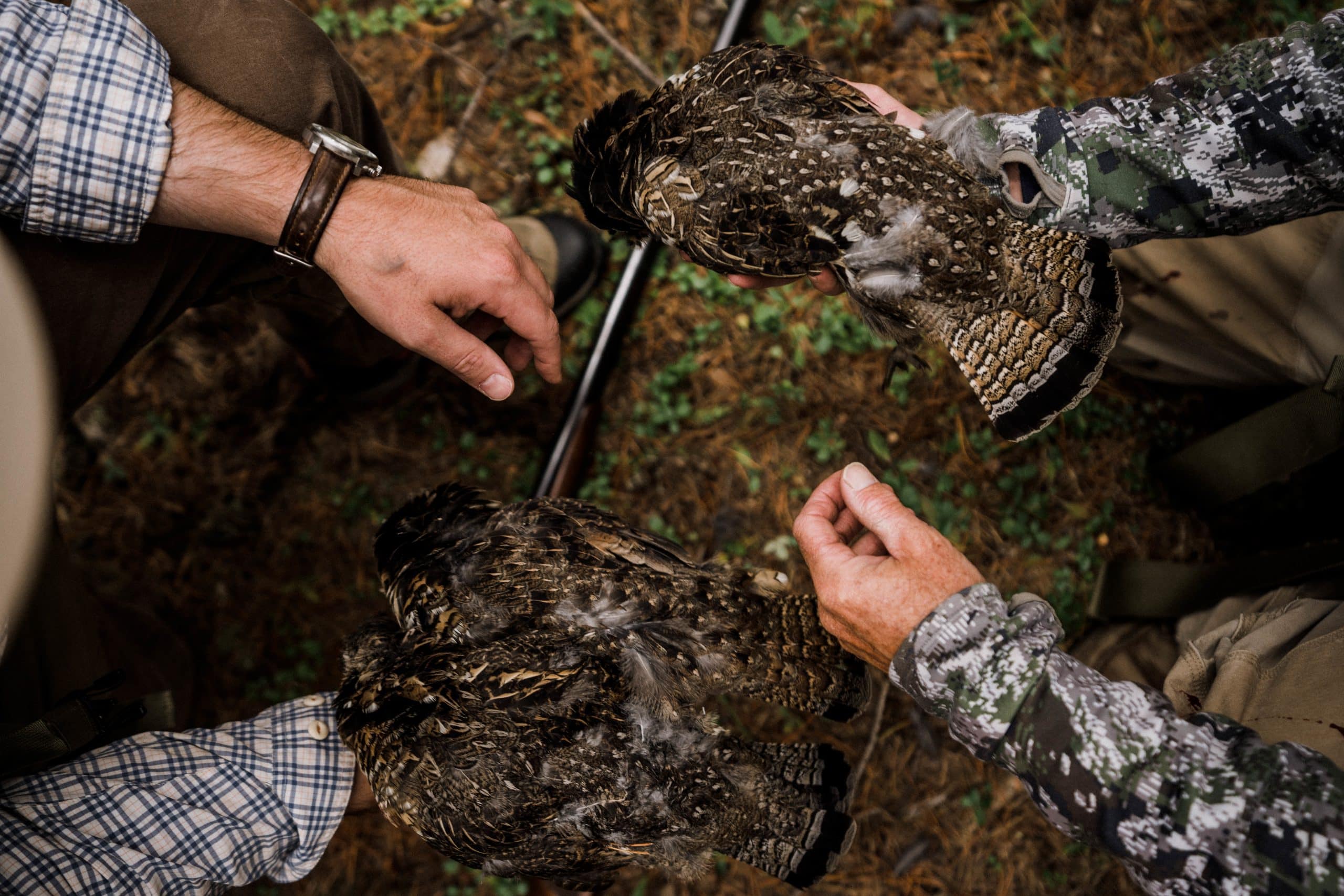 Two hunters hold ruffed grouse harvest in northwest Montana.