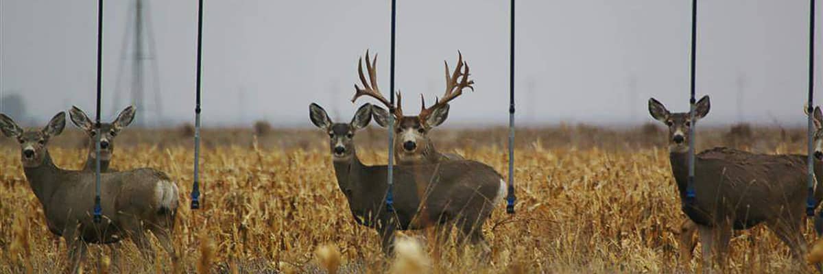 Matt Palmquist's large buck, seen in a field with a harem of does.