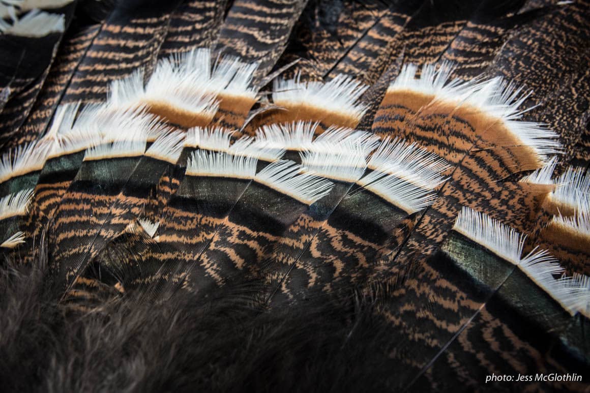 Details of turkey feathers.