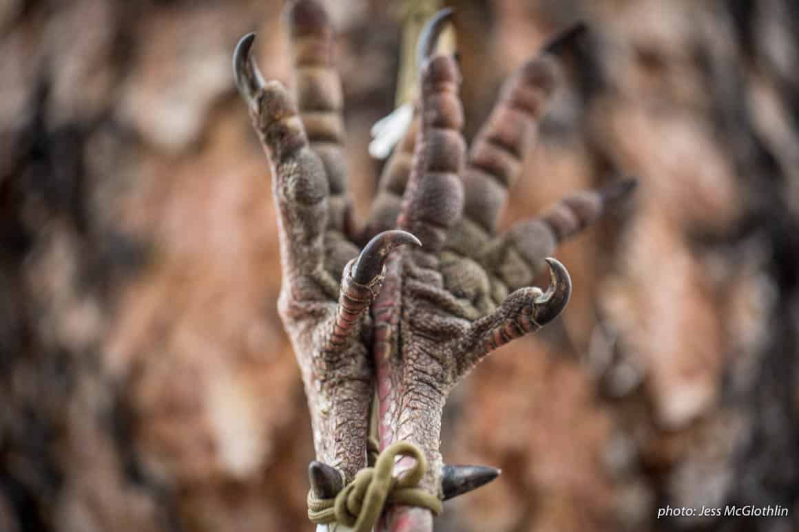 Details of turkey feet, hung against a tree after being shot.