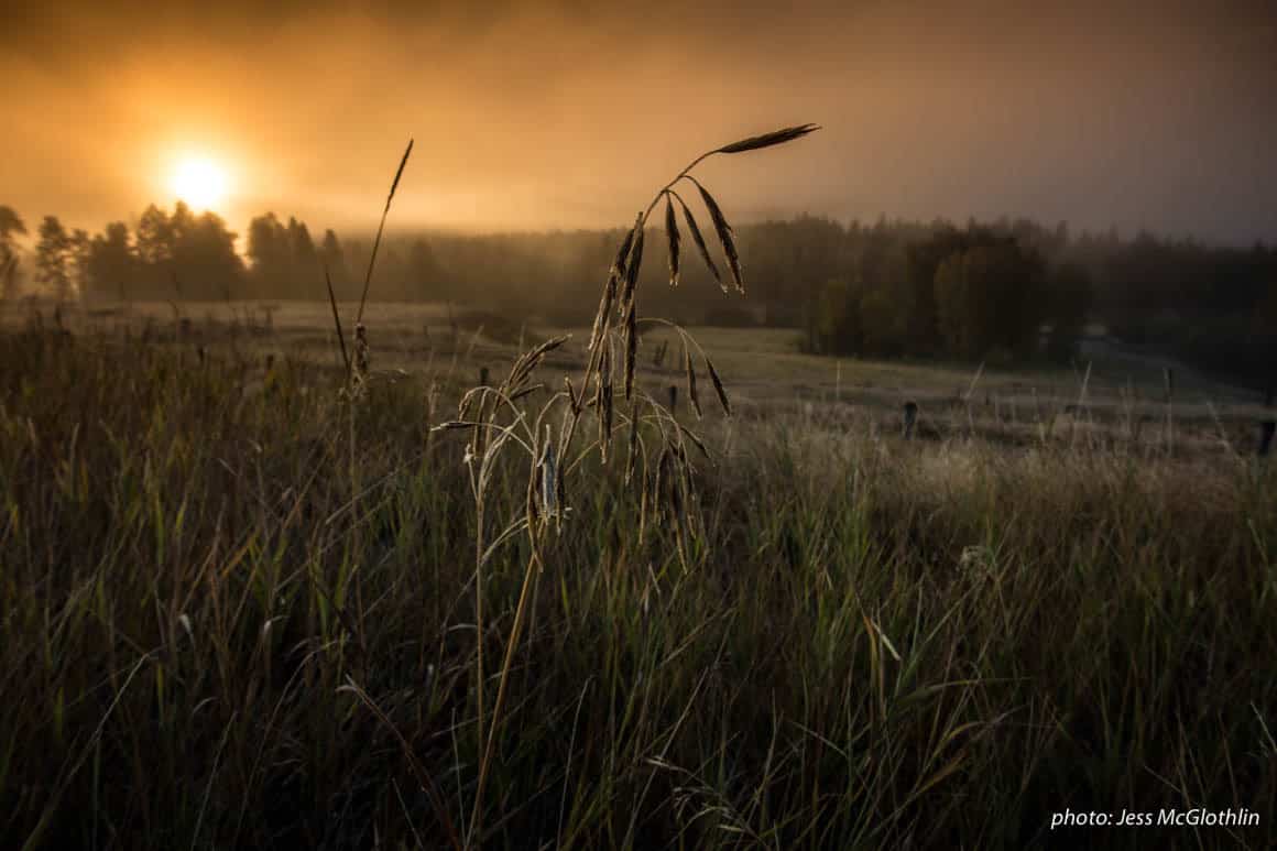 Grass with frost during sunrise over Blackfoot River in Montana.