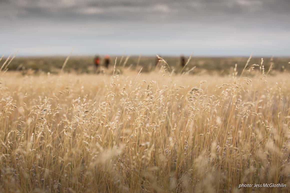 Grass in a field in Montana with men upland game hunting in the background during sotrmy fall day.