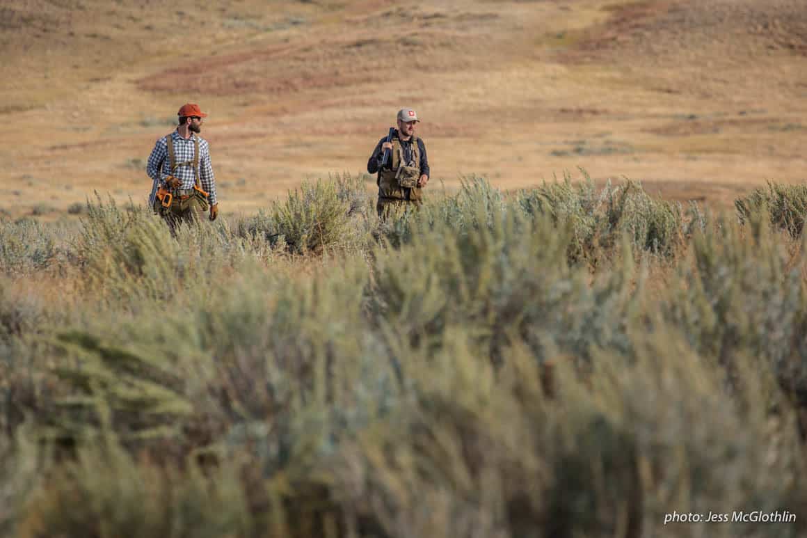 Men walk through a field while upland bird hunting in Montana.