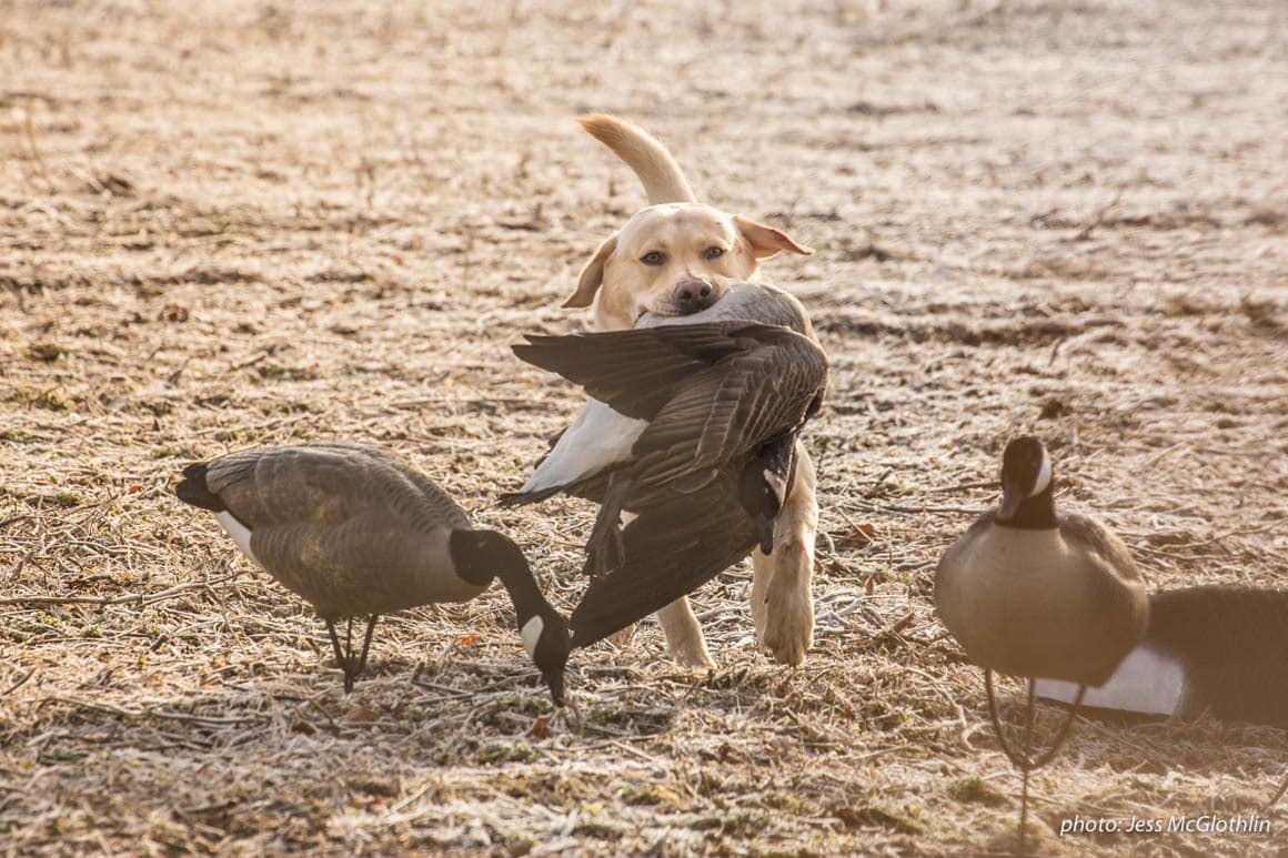 Yellow lab retrieving a Canadian goose and running through a field of decoys.