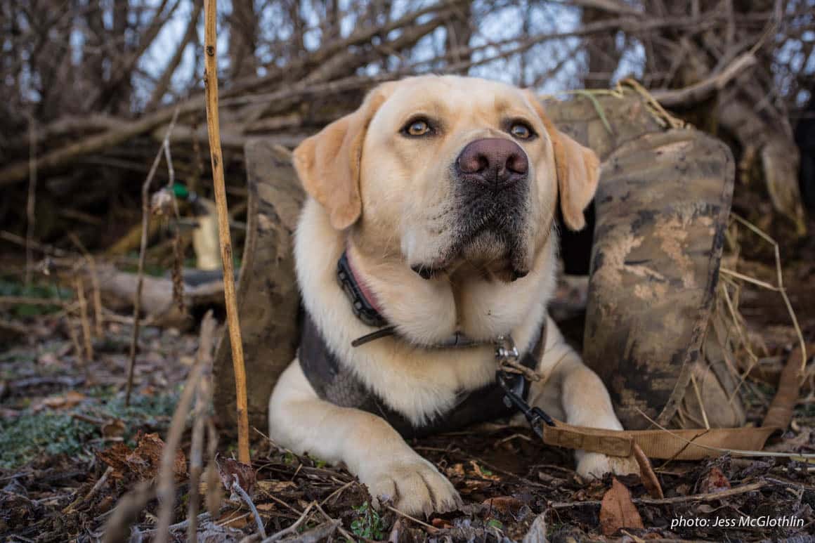 Yellow lab waiting in a dog blind while hunting geese.