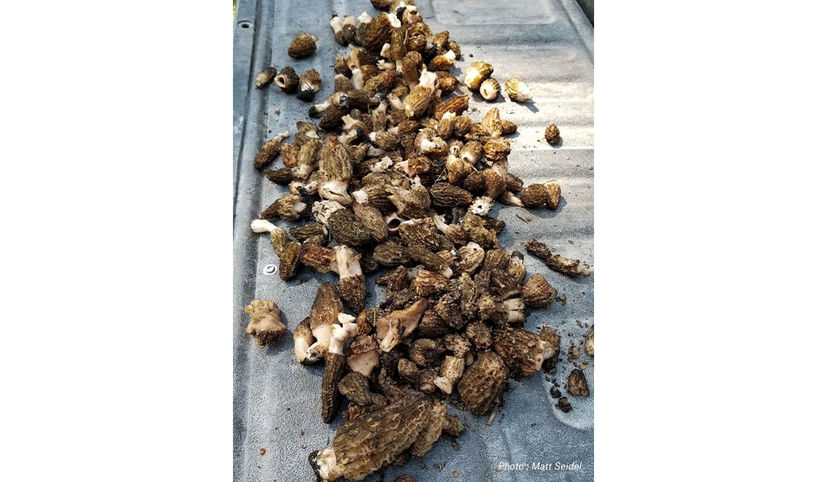 A day's haul of morels on the tailgate of a truck.