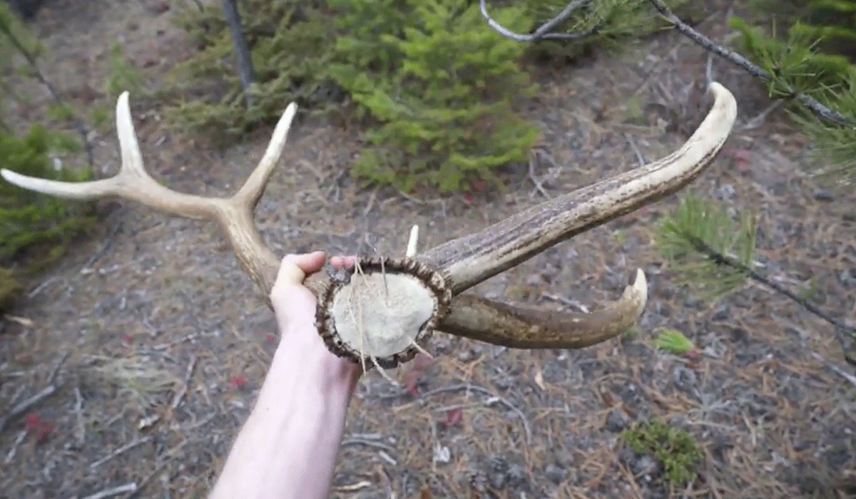 Shed hunting GIF with photographer and onX Ambassador Steven Drake.