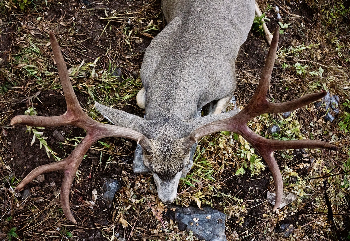 Trophy mule deer buck entered in the Boone & Crockett records.