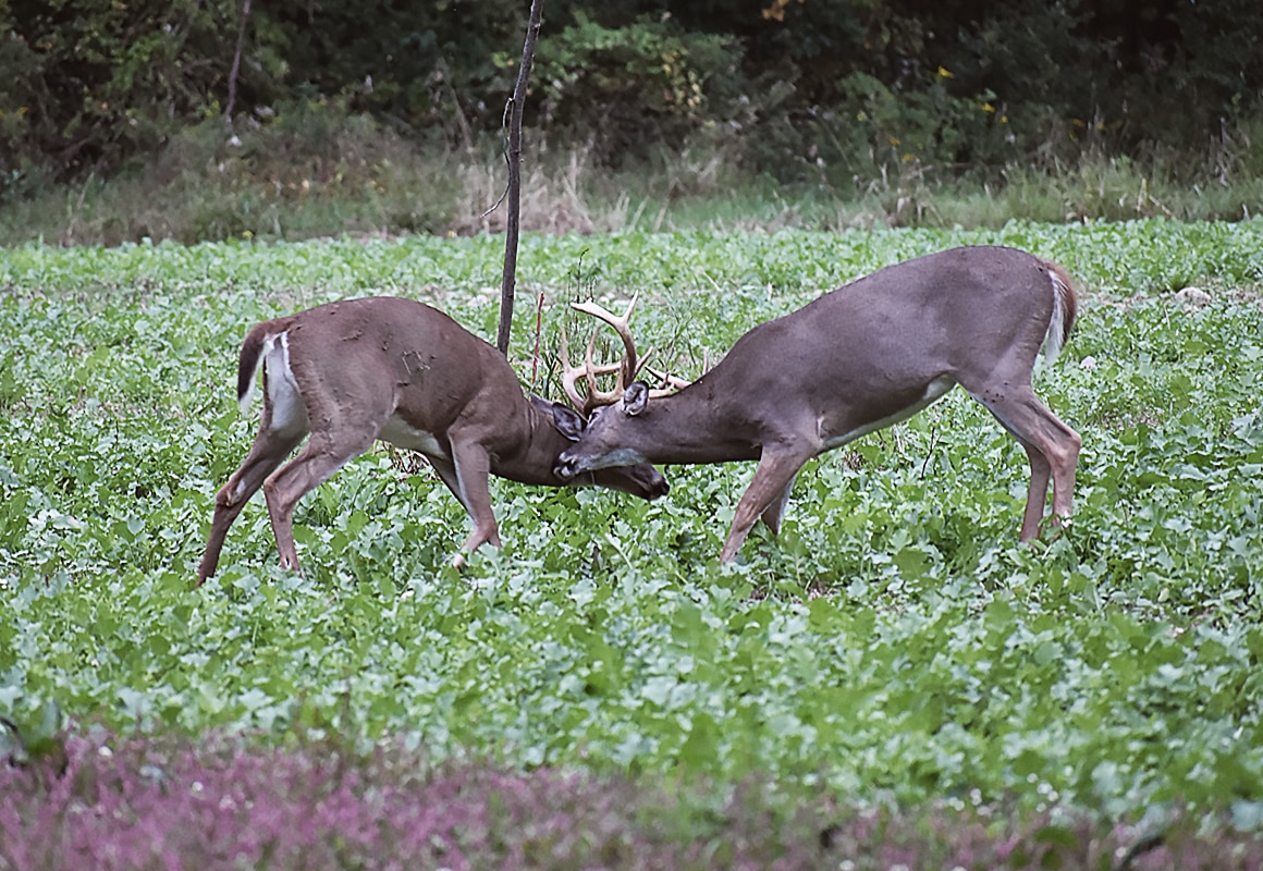 Two whitetail bucks fight in a field of crops.