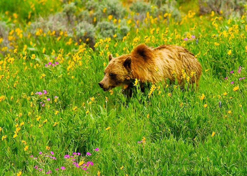 Grizzly bear foraging for food in meadow