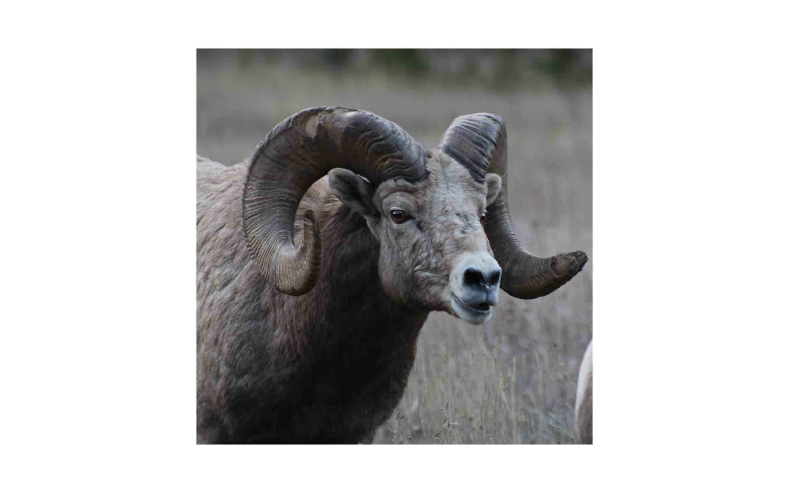 mt-bighorn-sheep-Rex-Wolferman.jpg?mtime=20170811134638#asset:6282