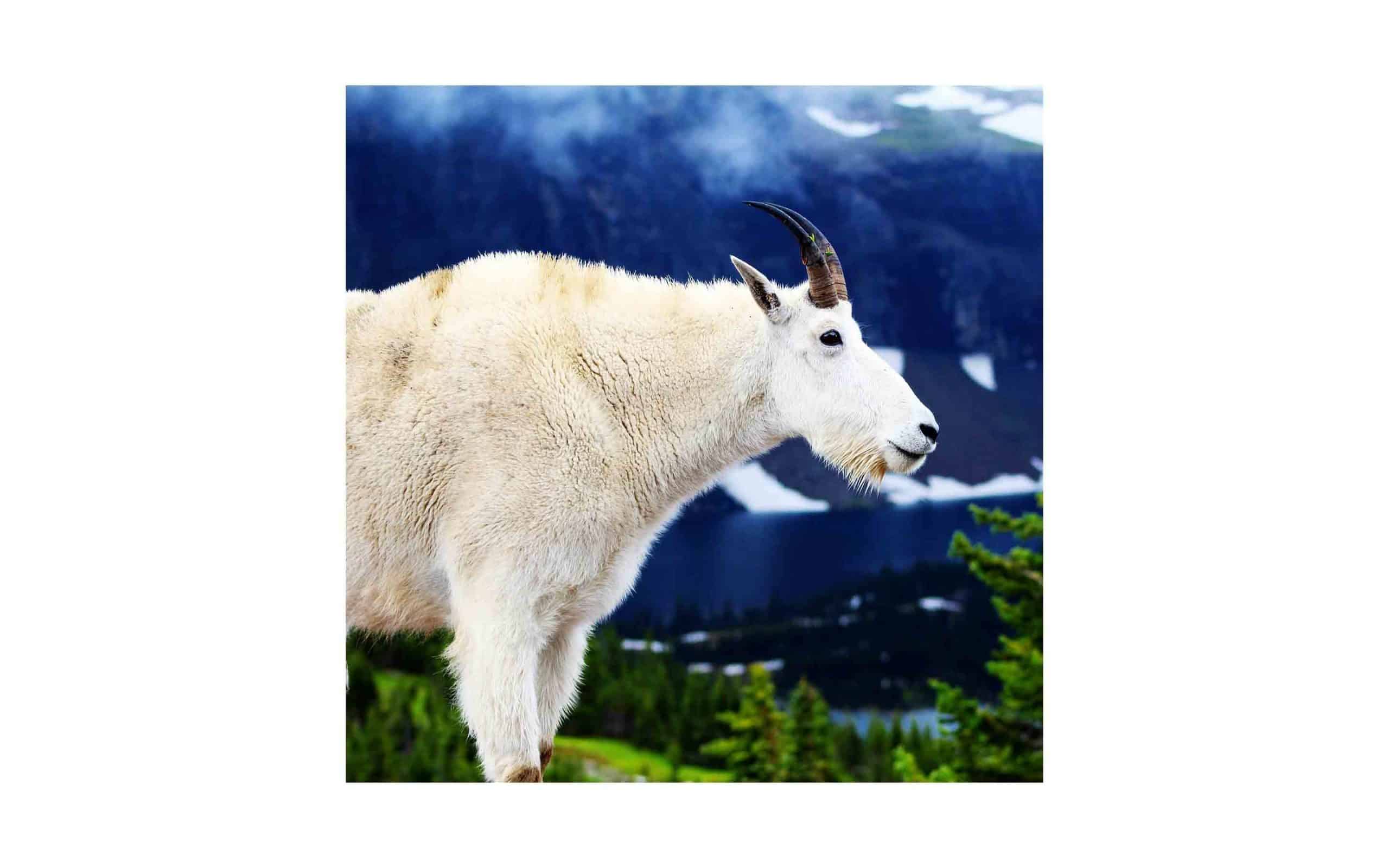 nv-mountain-goat-Rex-Wolferman.jpg?mtime=20170811134641#asset:6284