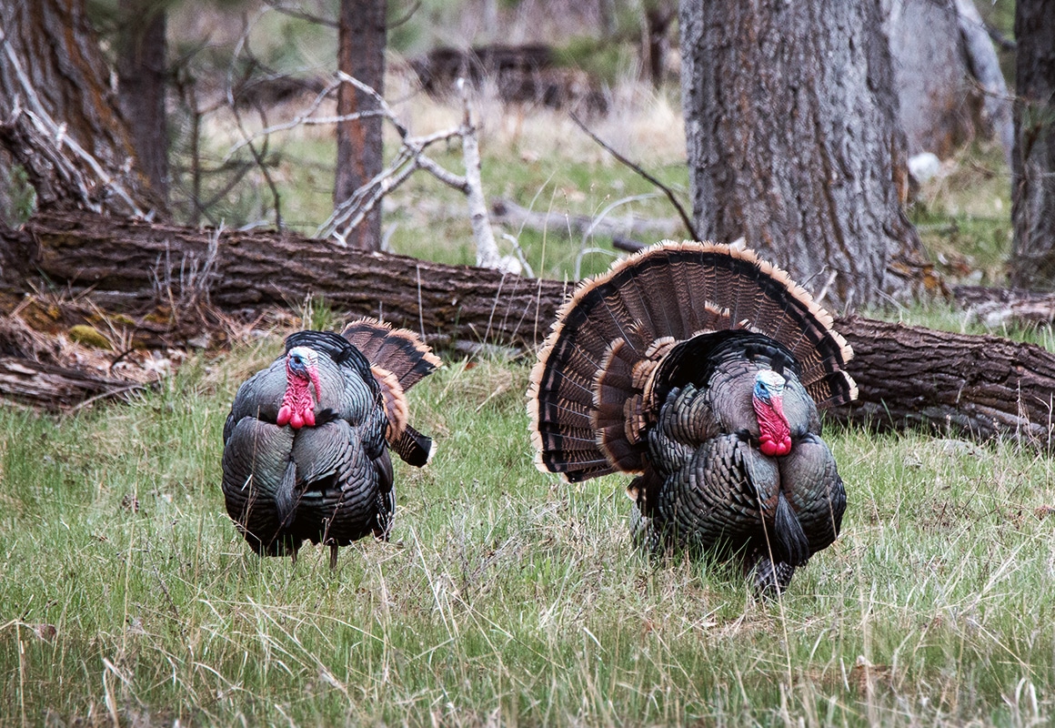 Two turkeys in a wooden area, one in full display.