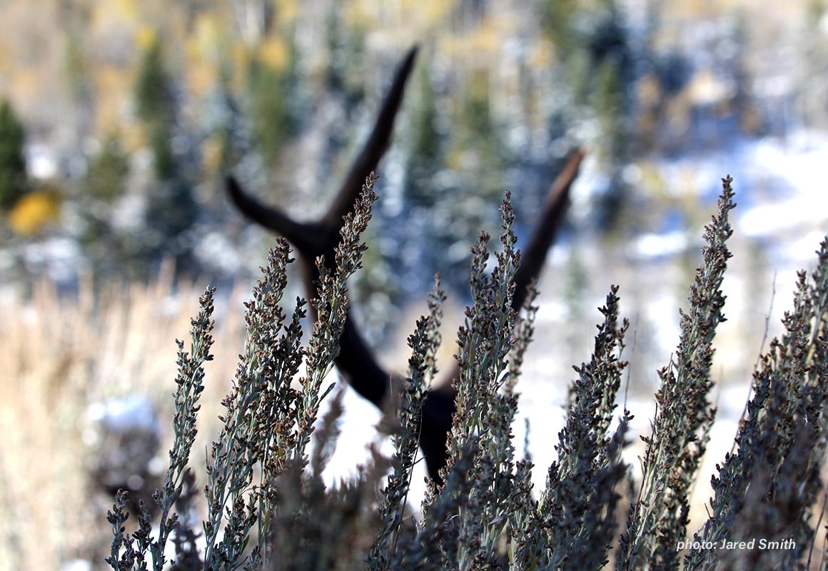 Elk antlers rest amid sage brush in the West.