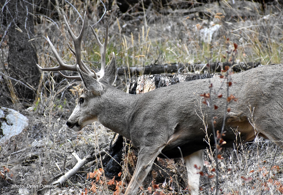 Photo of mule deer in the Rocky Mountains.