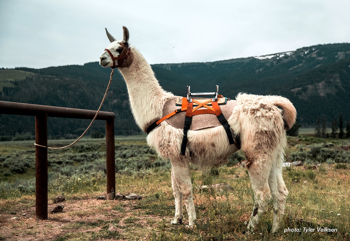 Marcus, the public land pack llama