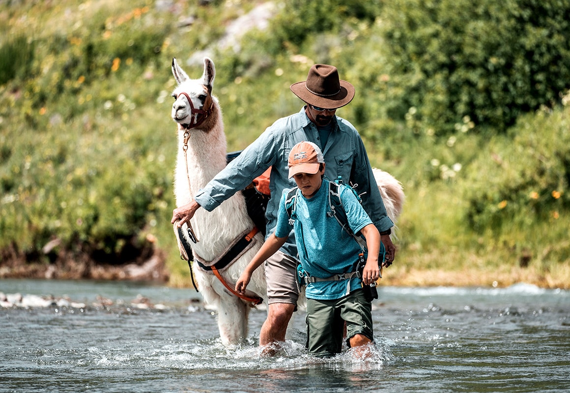 Marcus the Public Lands Llama wades a creek with two hikers in Yellowstone National Park.