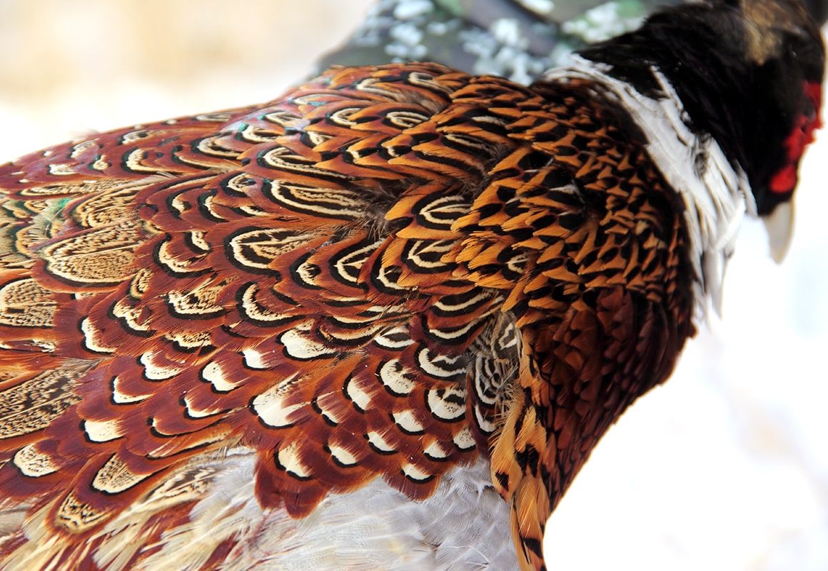 The colors of a recently harvested ring necked pheasant.