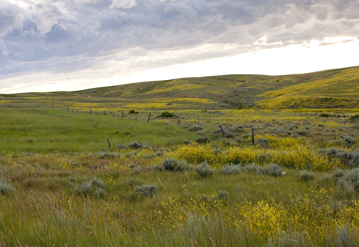 The rolling hills and covered gullies of Eastern Montana provide prime habitat for upland birds.