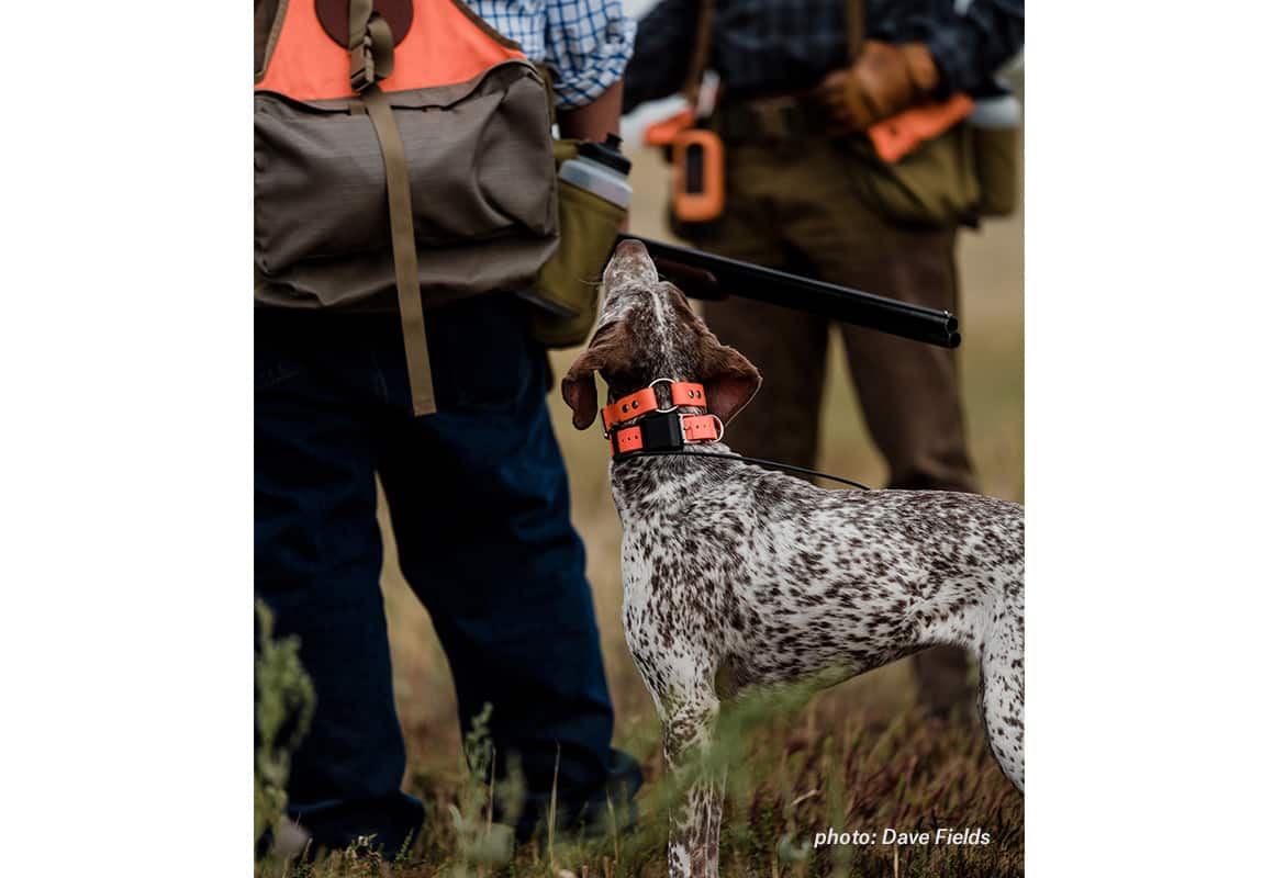 A German short haired pointer looks up at its owner, waiting to chase more birds.