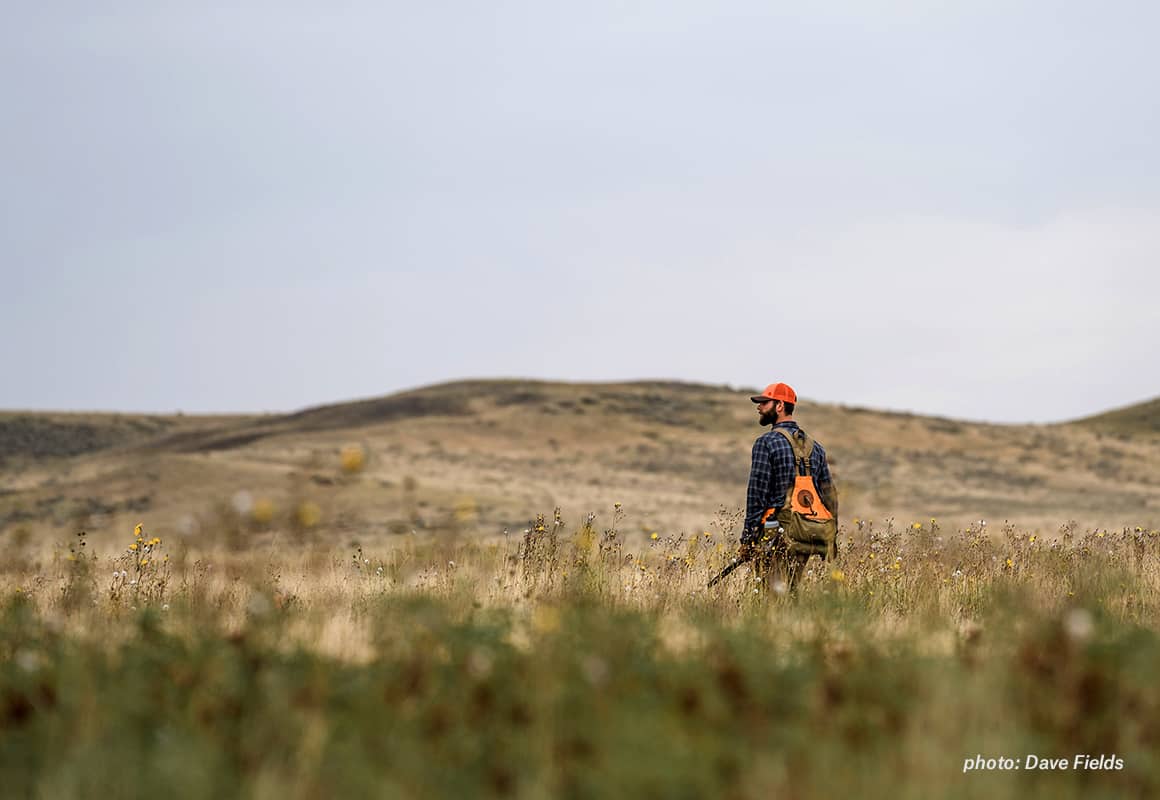 A lone upland Bird hunter walks across the prairie of central Montana in search of sharp-tail grouse.