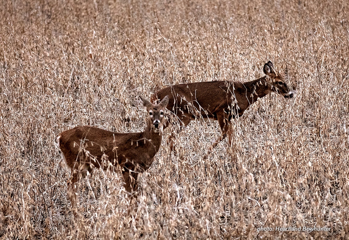 Image of deer in a field.