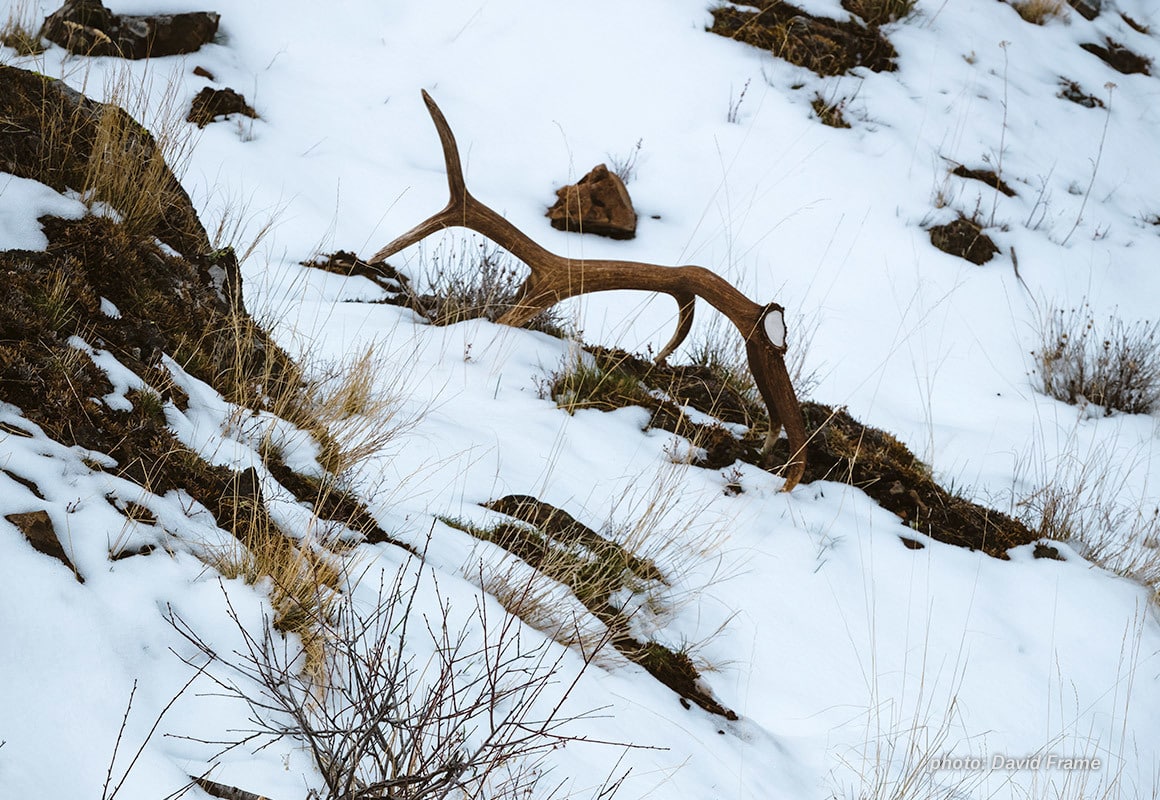 Elk shed found in snow in the mountains.