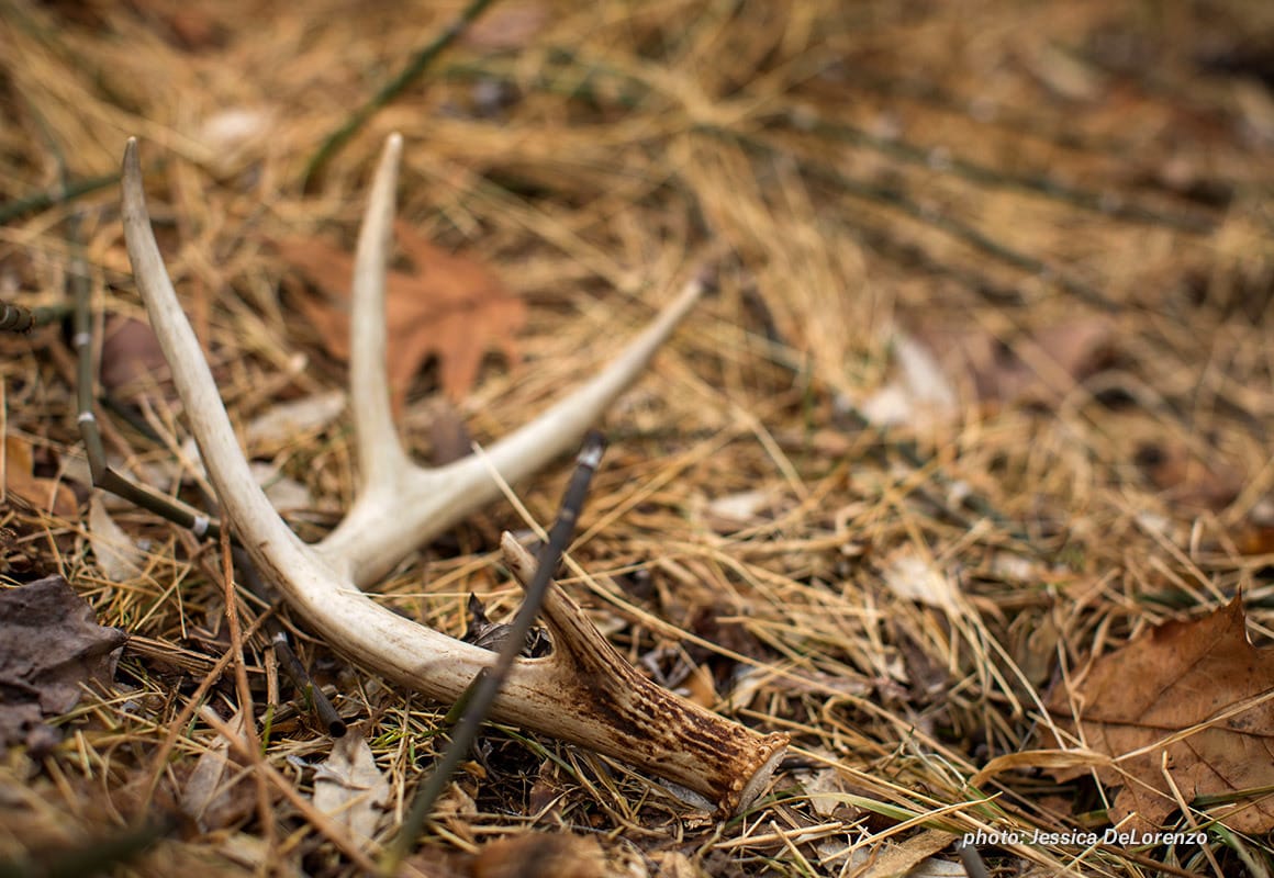 shed-hunting-blog-whitetail-shed-in-leaves-jessica-delorenzo.jpg?mtime=20190218133700#asset:60692