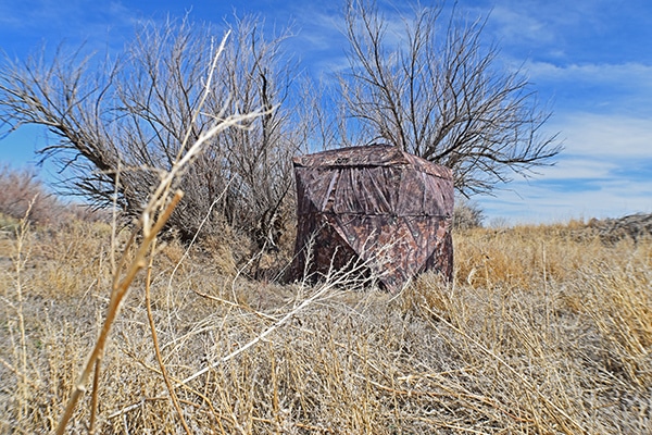 Turkey hunting blind set in a field for hunting near Colorado Springs, Colorado.