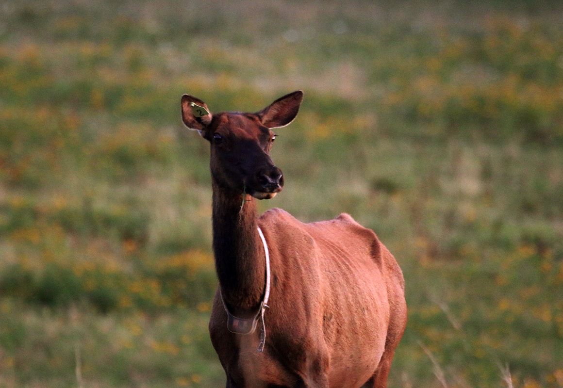 Cow elk with radio collar