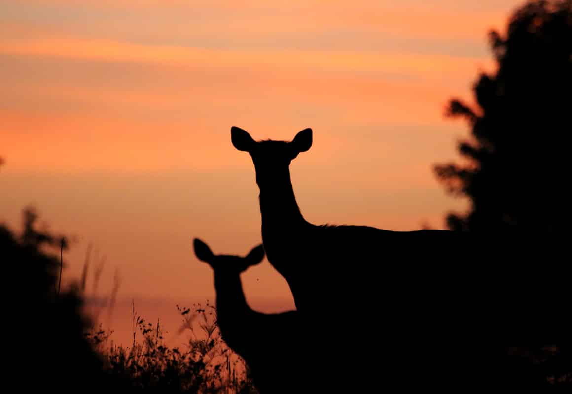 Elk at dusk