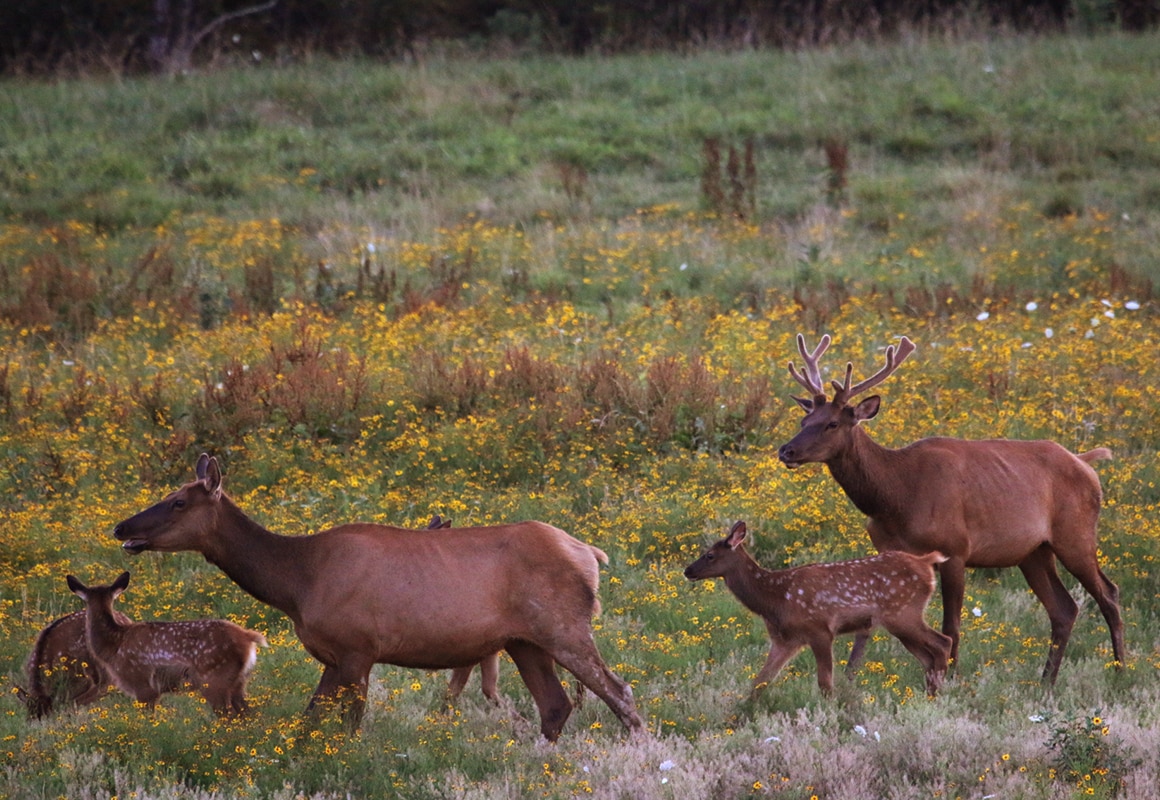 Wisconsin elk in the spring