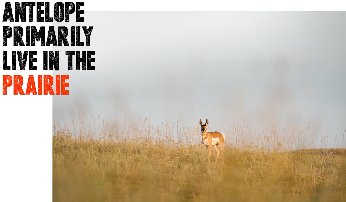 Antelope in prairie.