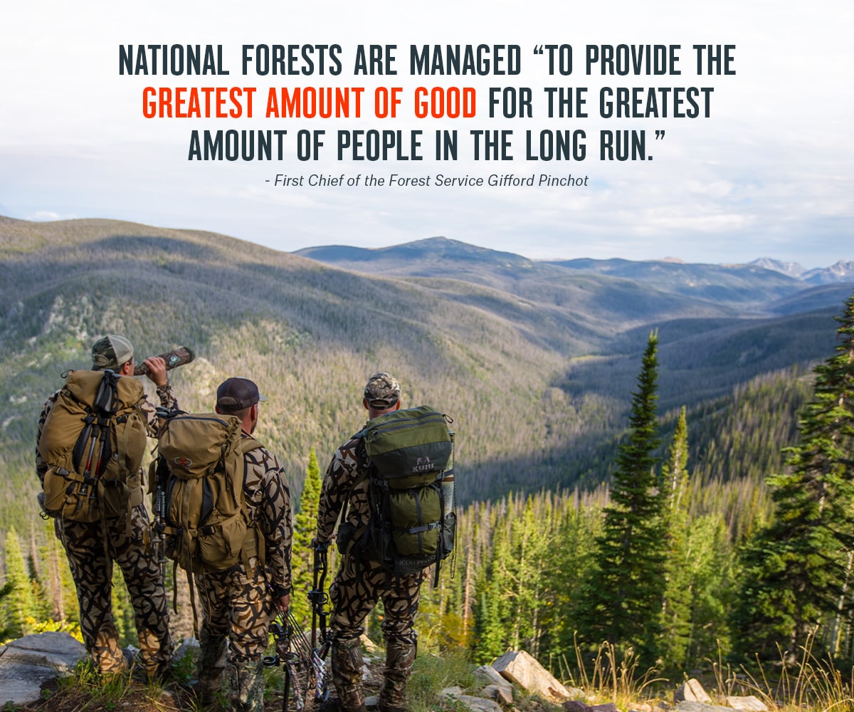Can You Hunt in a National Forest? onX Hunt